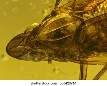 Fossilized Insect On Dominican Amber Miocene Oligocene