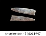 Fossilized mollusk Belemnitida (belemnites)