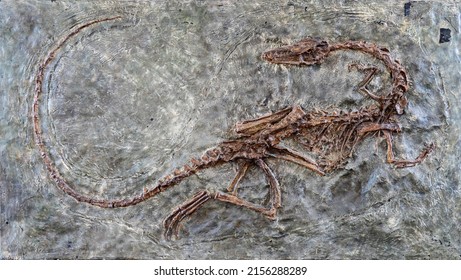 fossilized scary petrified Velociraptor dinosaur fossil remains in stone with details of the skeleton with skull