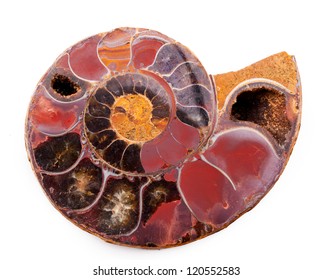 fossilized seashell filled with agate