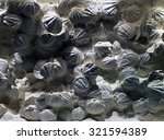 Fossilized Shells