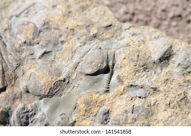 Fossilized Shells Silurian Period