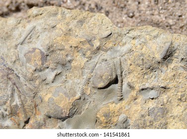 Fossilized Shells Silurian Period