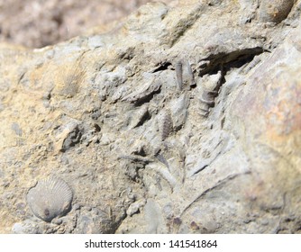 Fossilized Shells Silurian Period