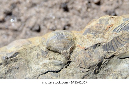 Fossilized Shells Silurian Period