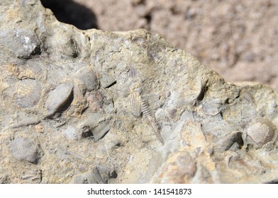 Fossilized Shells Silurian Period