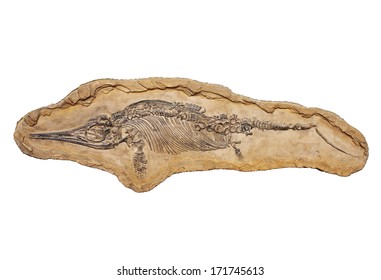 fossilized skeleton cub ichthyosaur Stenopterygius Quadriscissus