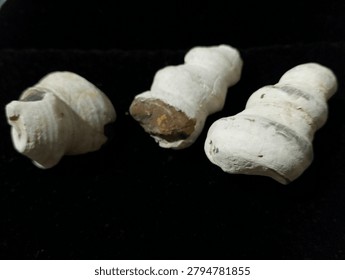 fossilized snail shells, specifically from the genus Turritella, an extinct species of sea snail. These specimens are often found in sandstone and date back to eras such as the Miocene (approximately 16–20 million years ago). They have a distinctive conical and elongated spiral shape with tight coils, often referred to as 