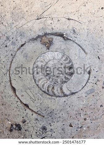 a fossilized snail in a stone