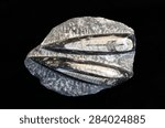 Fossilized Squid