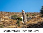 A fossilized tree trunk from the UNESCO Geopark "Petrified Forest of Sigri" on the island of Lesvos in Greece. Greece Lesbos fossil forest