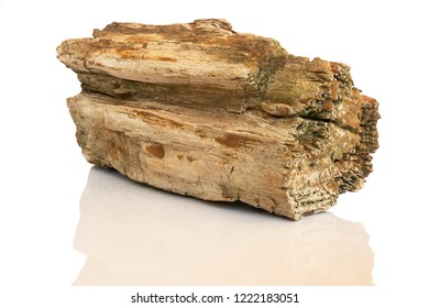 Fossilized Wood Petrified Wood Isolated Stock Photo 1222183051 ...