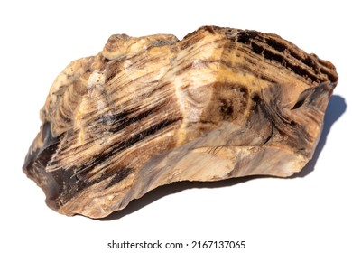Fossilized wood stone. Large piece of petrified wood. Rubble of layered structure isolated on white background