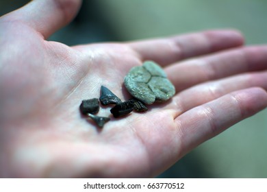Fossils in hand