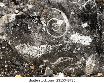 Fossils imprints on rocks. Canadiana Rockies. Banff National park. Alberta. Canada