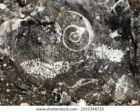 Fossils imprints on rocks. Canadiana Rockies. Banff National park. Alberta. Canada