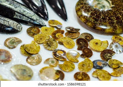 Fossils And Minerals For Sale In The Store.