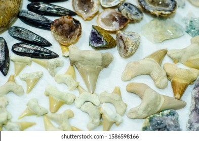 Fossils And Minerals For Sale In The Store.