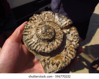 Fossils On The Beach Of Dorset England