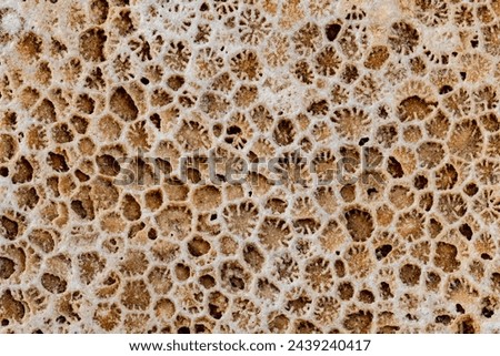 The fossils on Manitoulin Island tend to be either Bryozoan colonies or Favosites (Tabulate Corals; that is, polygonal “honeycomb corals” or polygonal “wagon wheel” corals).  