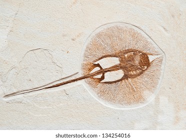 Fossils Of A Prehistoric Electric Fish