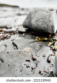 Fossils And Stones On The Beach In The Rain