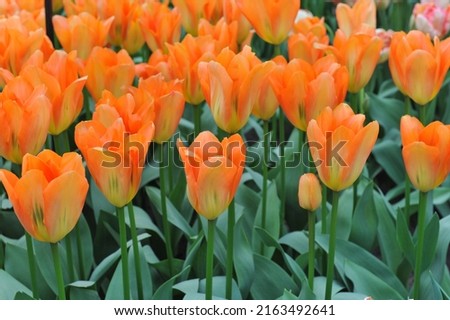 Fosteriana tulips (Tulipa) Orange Emperor bloom in a garden in March