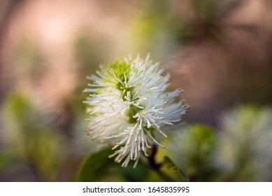 Fothergilla Flowers In The Spring