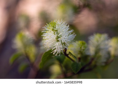 Fothergilla Flowers In The Spring