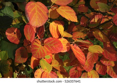 Fothergilla Gardenii