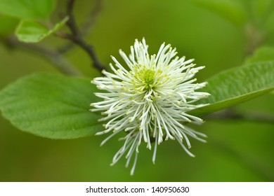 Fothergilla Major