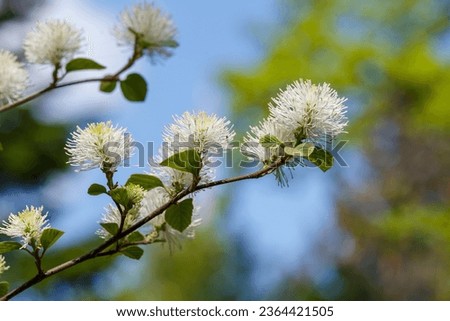 Fothergilla major is blossom in spring garden. White fothergilla inflorescences on branches in spring time