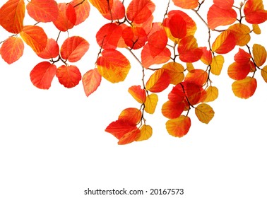 Fothergilla Witchalder Bottle Brush Branch Isolated On White Background