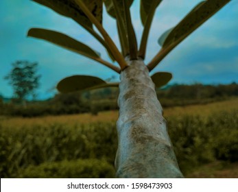 Pemandangan Images Stock Photos Vectors Shutterstock