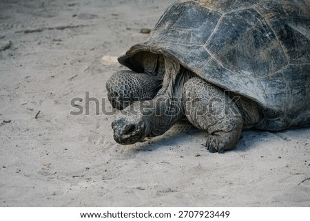 Foto of a turtle in sand