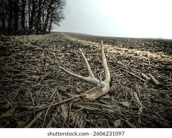 Found Antler in the Field