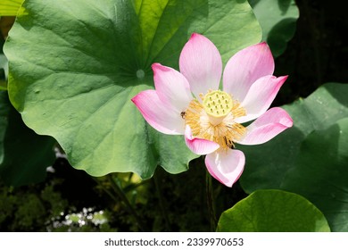 I found a bright pink lotus flower in full bloom in a pond. Nelumbo nucifera
