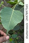 It is found especially in whole India for workship due to God tree name is "Pipal tree"