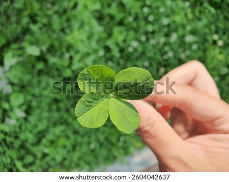 I found a four-leaf clover today too 네잎클로버 四葉草