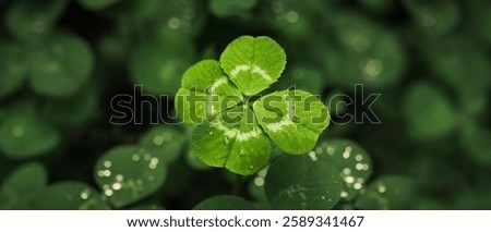 Found a good luck four leaf clover standing out from meadow of green clovers. Unique discovery of a rare 4 leaf clover for St Patricks day charm or to symbolize luck, good fortune, or prosperity.