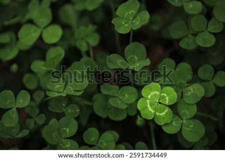 Found a good luck four leaf clover standing out from meadow of green clovers. Unique discovery of a rare 4 leaf clover for St Patricks day charm or to symbolize luck, good fortune, or prosperity.