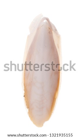 Found, natural Cuttlefish bone aka cuttlebone, the internal shell of cephalopod. Isolated on white background. Food for pet birds.
