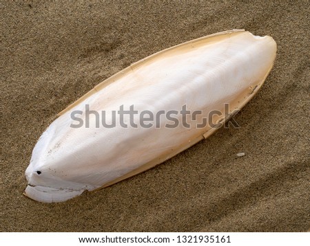 Found, natural Cuttlefish bone aka cuttlebone, the internal shell of cephalopod. On sand. Fed to pet birds.