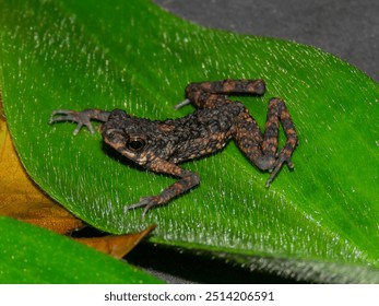 Found this Spiny Slender Toad in South Kalimantan, Indonesia. This frog is a true toad that can be found in Borneo. It has a spiny or spikey back and slender legs. 