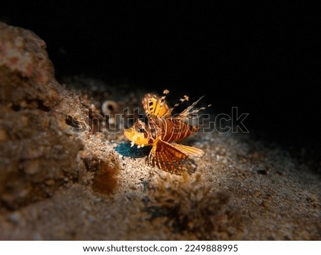 Found this tiny lion fish hunting for small crustaceans at lembeh strait, north sulawesi, indonesia