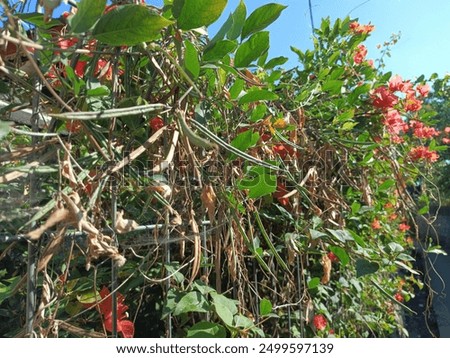 Similar – Image, Stock Photo Plant whose name I do not yet know