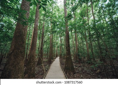 Founded In 2003, Congaree Was Named For The Native American Tribe That Lived There Centuries Ago. Congaree National Park Is A Beautiful Place To Experience The South Carolina Forests.