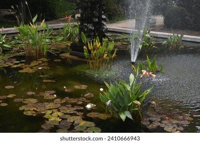 Fountain with blooming aquatic plants in the botanical garden