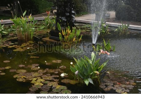 Fountain with blooming aquatic plants in the botanical garden