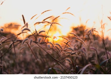 Fountain grass or Feather grass close up ,sunset sky evening - Powered by Shutterstock